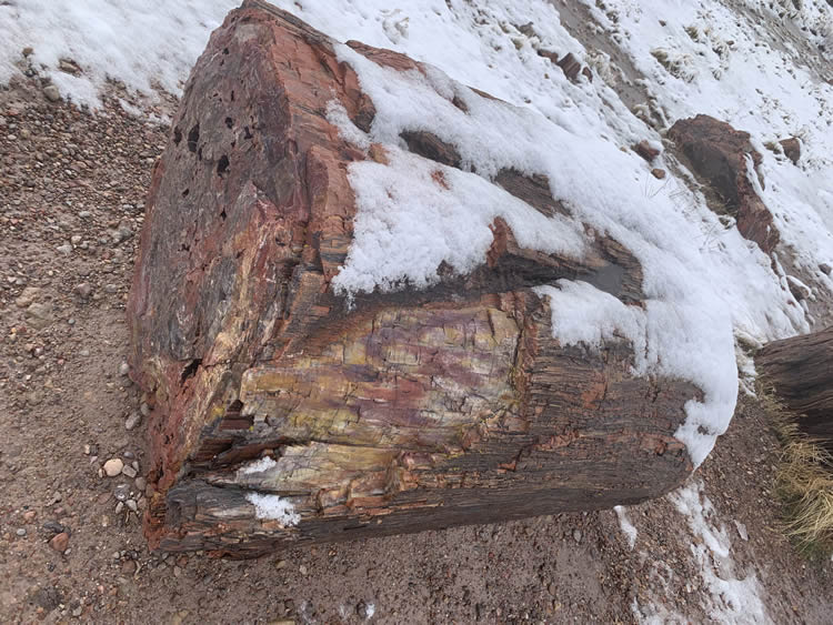 Petrified Forest National Park